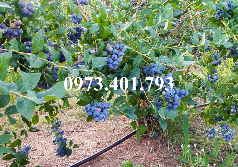 Cây giống việt quất